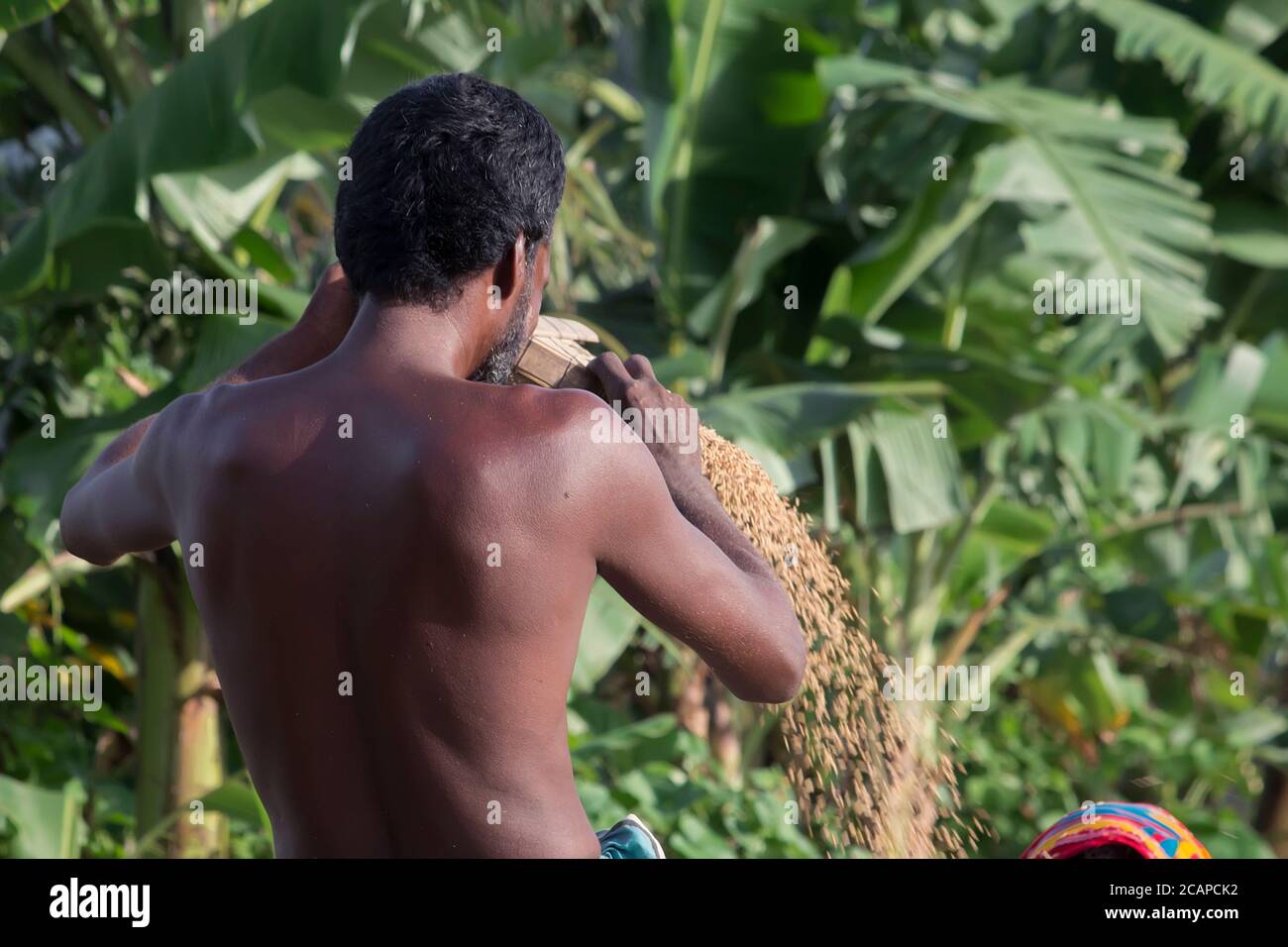 coltivatore tradizionale che raccoglie riso. Il coltivatore in piedi e vagliando riso durante il processo di raccolta Foto Stock