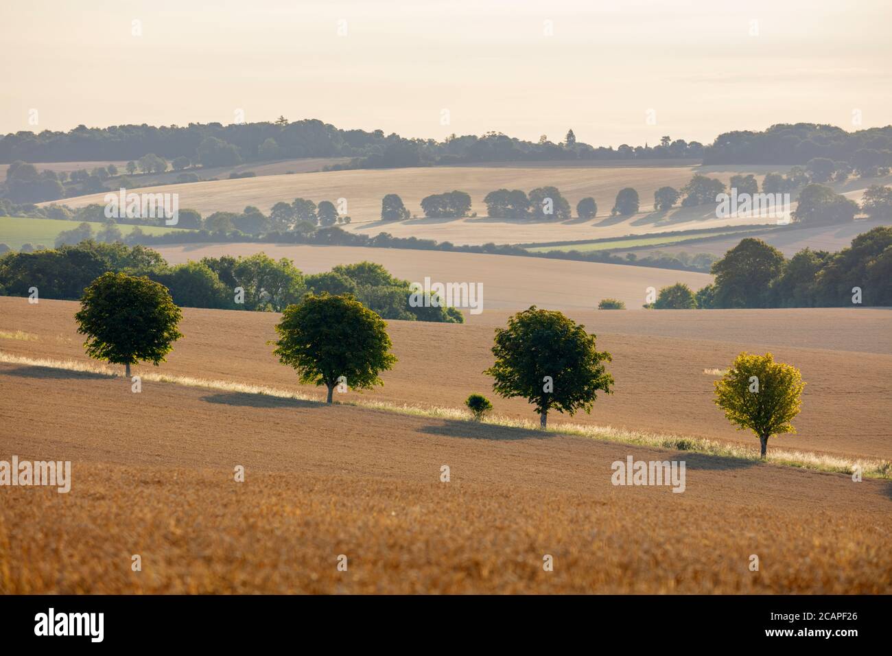 Vista sui campi di grano dorato punteggiati da alberi, East Garston, West Berkshire, Inghilterra, Regno Unito, Europa Foto Stock