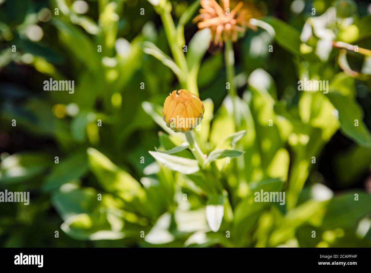 crisantemi gialli che iniziano a fiorire nel giardino Foto Stock