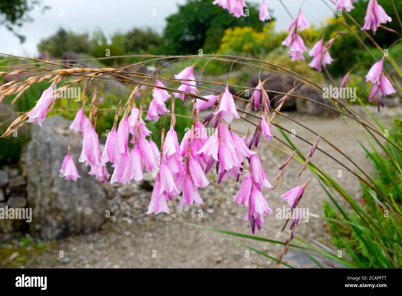 Dierama pulcherrimum o Angel's pesca canne rosa fiore perenne in fiore National Botanic Garden of Wales in Carmarthenshire Wales UK. KATHY DEWITT Foto Stock