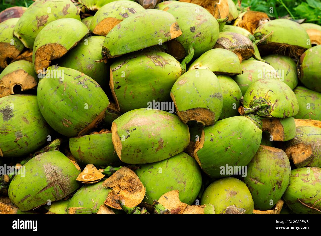 Giovani tagli di cocco fresco a metà Foto Stock