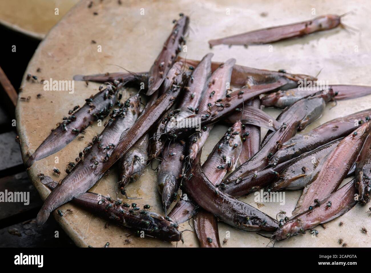 Pesce gatto marcio o gatto fossile, Heteropneustes fossili nel mercato del pesce per la vendita Foto Stock