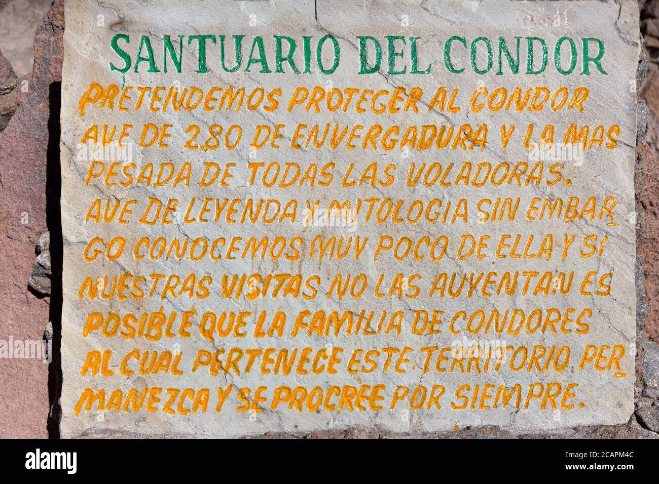 Santuario di condor, nel Canyon del Colca, in Perù. Foto Stock