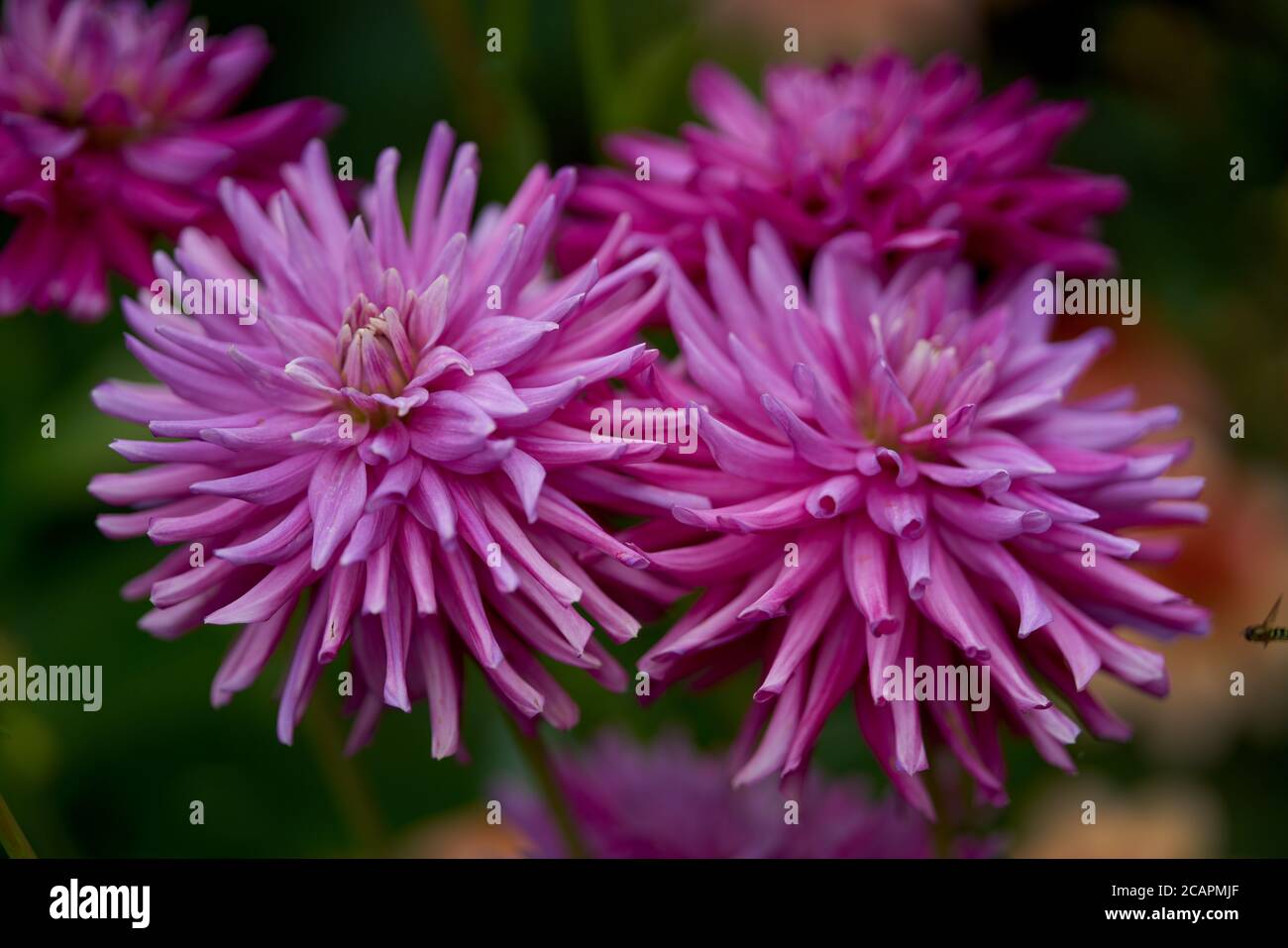 Luxurient viola dahlia fiore diamante scuro primo piano Foto Stock