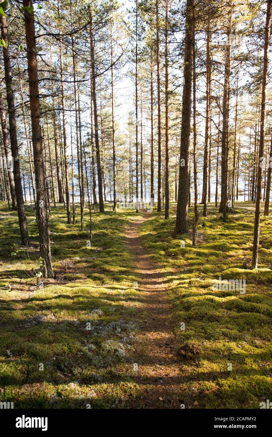 Giornata estiva con alba in pineta. Sentiero tra alberi in foresta conifera con luce solare di giorno, verticale. Foto Stock