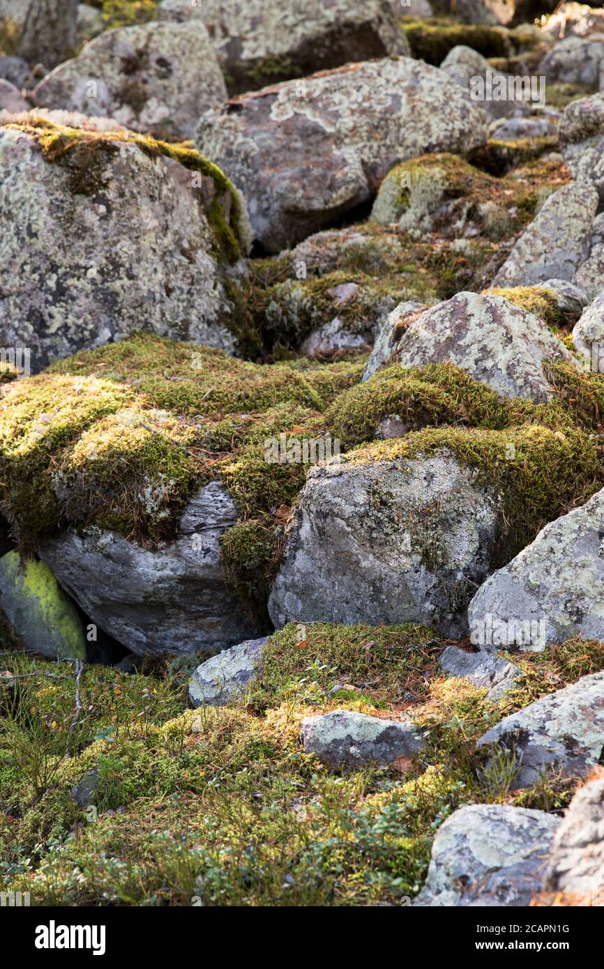 Grandi pietre ricoperte di muschio in giornata di sole. Muschio naturale su pietre in pineta Foto Stock