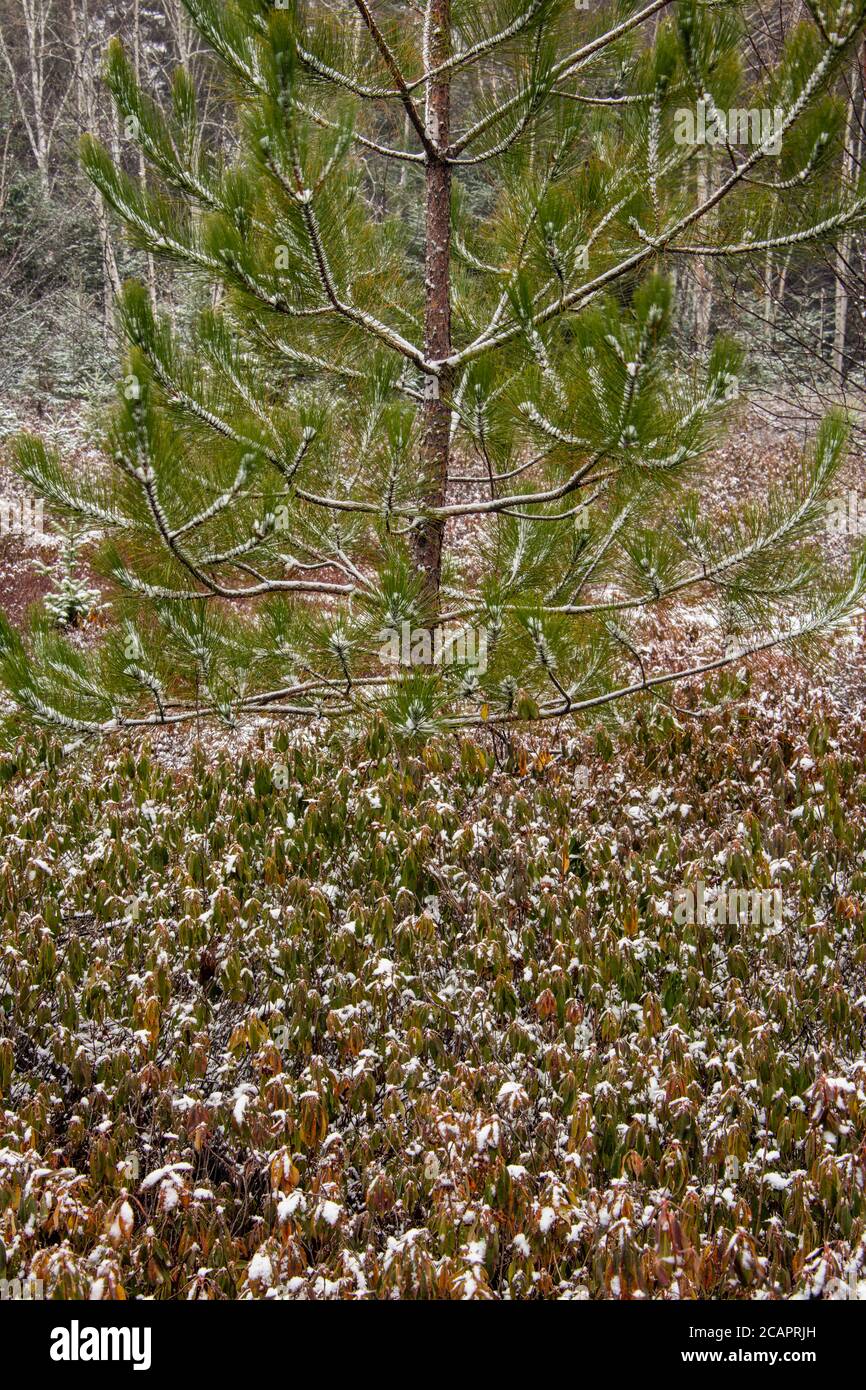 Prime nevicate, Greater Sudbury, Ontario, Canada Foto Stock