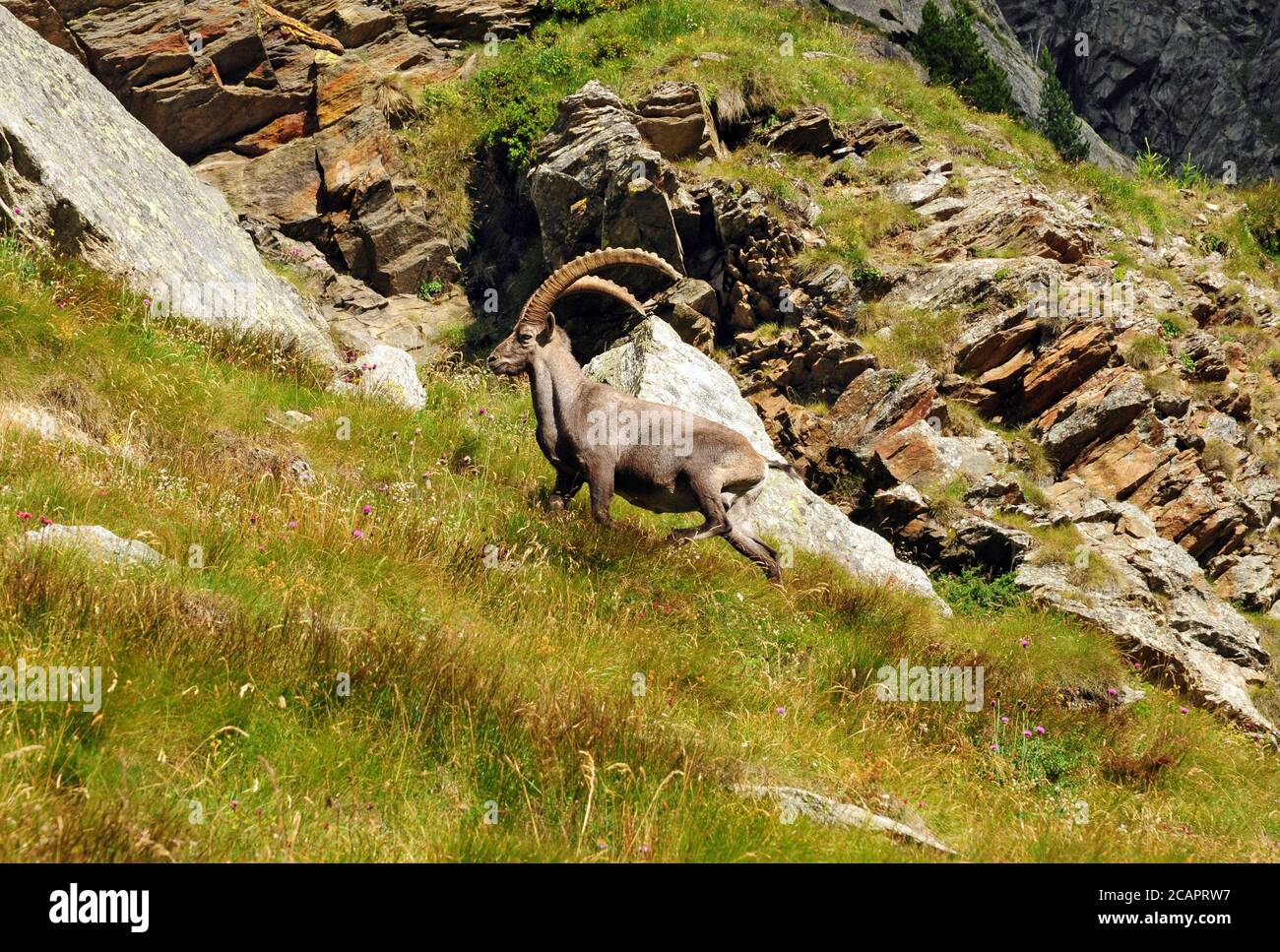 Ibex maschio sulle pendici di Egginer sopra Saas-Algmagell. Foto Stock