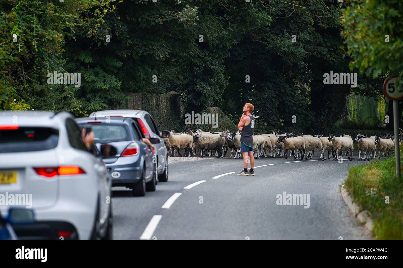 Newhaven Regno Unito 8 agosto 2020 - UN gregge di pecore aiutato da un agricoltore tenere il traffico come attraversano la Piddinghoe Road vicino Newhaven in un giorno caldo in Sussex: Credit Simon Dack / Alamy Live News Foto Stock
