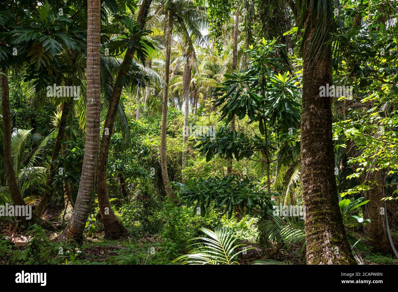 Sbirciando attraverso un punto aperto nella foresta pluviale di Guam. Foto Stock