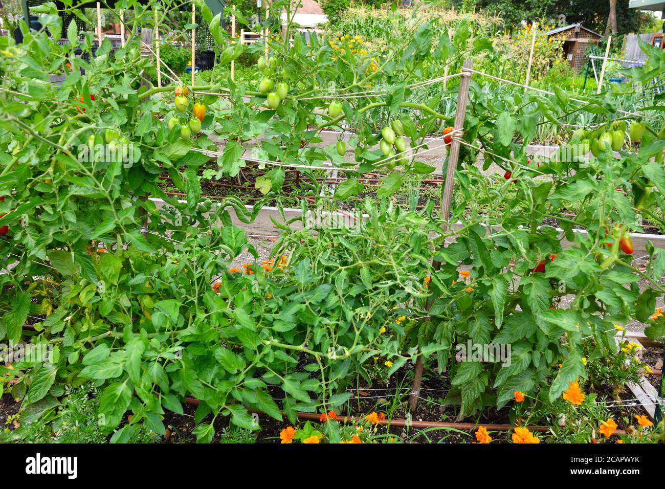 Giardino urbano con i lotti di cura amorevole dai volontari che producono il granturco, le barbabietole, i broccoli, i peperoni, le banane, i fiori e i mints, i broccoli e i fagioli Foto Stock