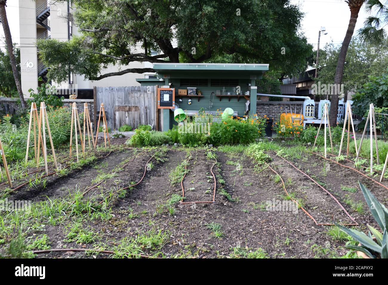 Giardino urbano con i lotti di cura amorevole dai volontari che producono il granturco, le barbabietole, i broccoli, i peperoni, le banane, i fiori e i mints, i broccoli e i fagioli Foto Stock