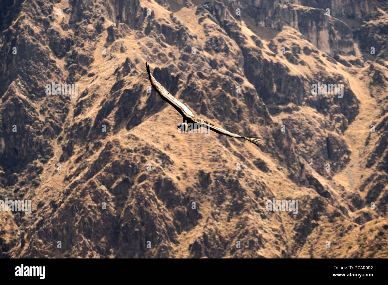 Vista panoramica del condor nel Colca Canyon, in Perù. Foto Stock