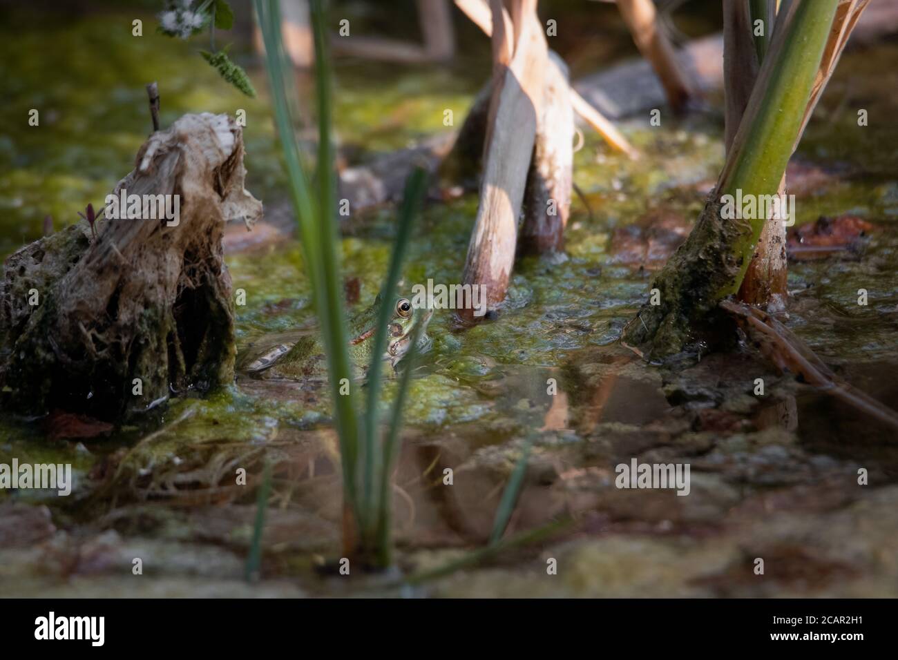 Rana verde comune camuffata in uno stagno tra il sottobosco Foto Stock