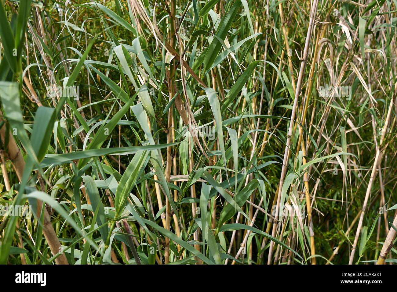 Arundo donax fresco verde gambo e foglie Foto Stock