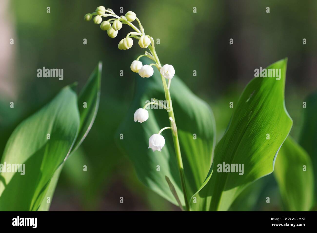 Maggio mattina, giglio della valle in fiore al fondo della foresta di primavera, primo piano, bokeh, sfondo fuzzy e spazio di copia Foto Stock