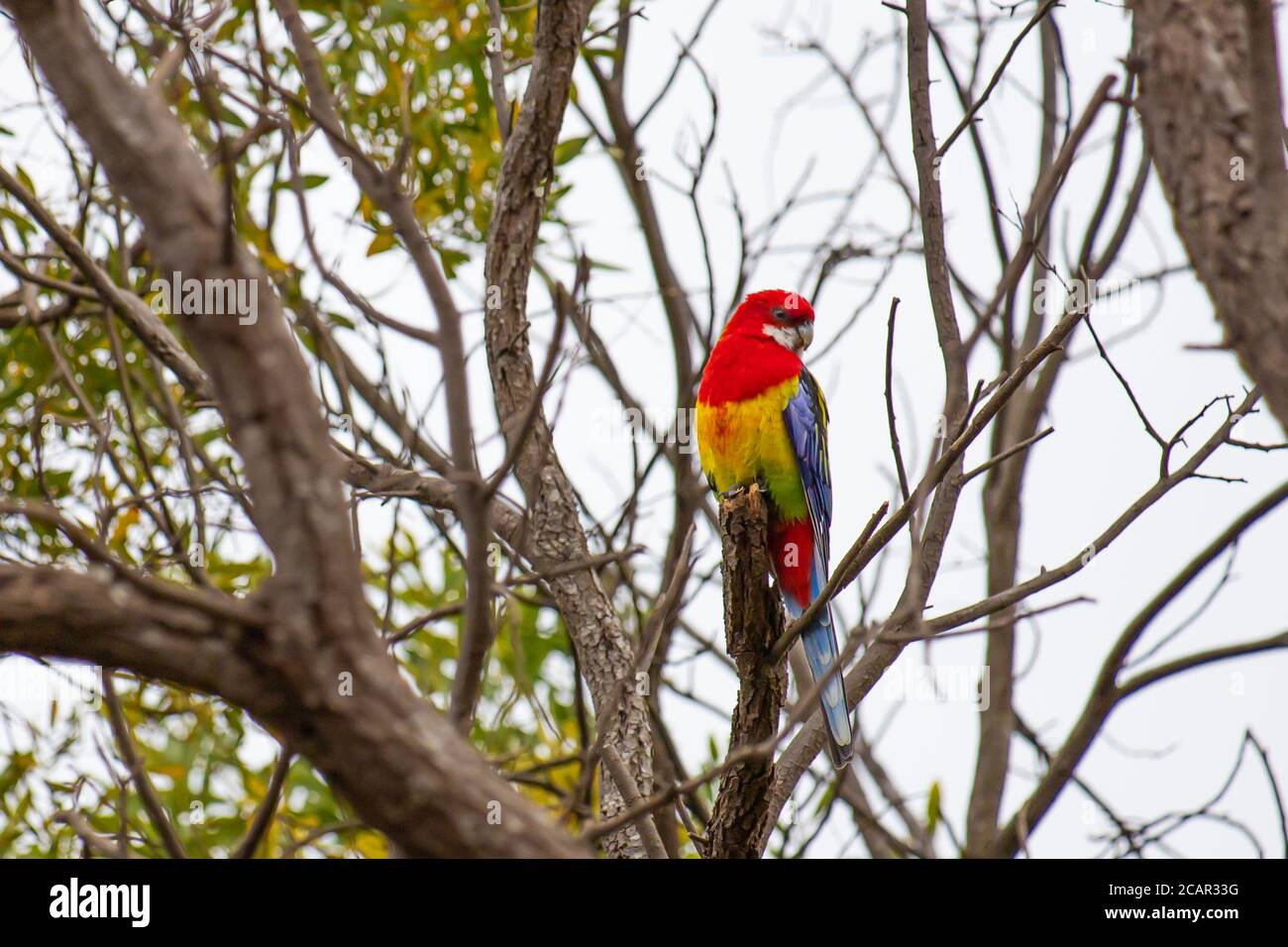 Una Rosella orientale seduta in un albero Foto Stock