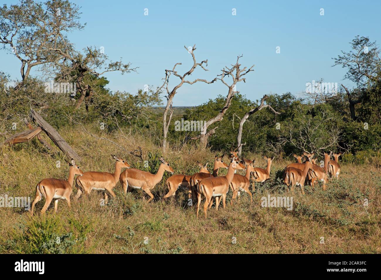 Una mandria di antilopi impala (Aepyceros melampus), Mkuze Game Reserve, Sudafrica Foto Stock
