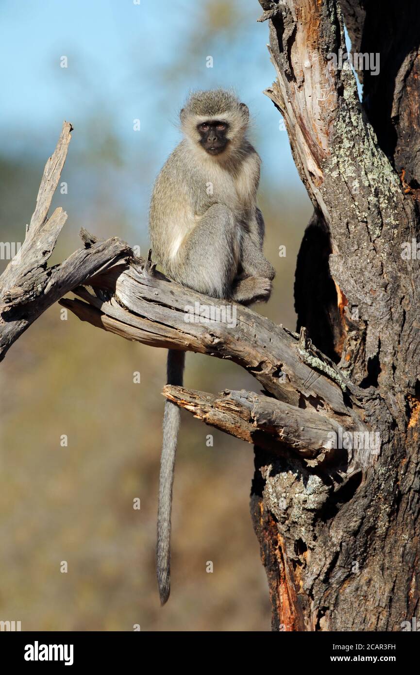 Una scimmia di vervetto (Cercopithecus aethiops) seduta in un albero, Sudafrica Foto Stock