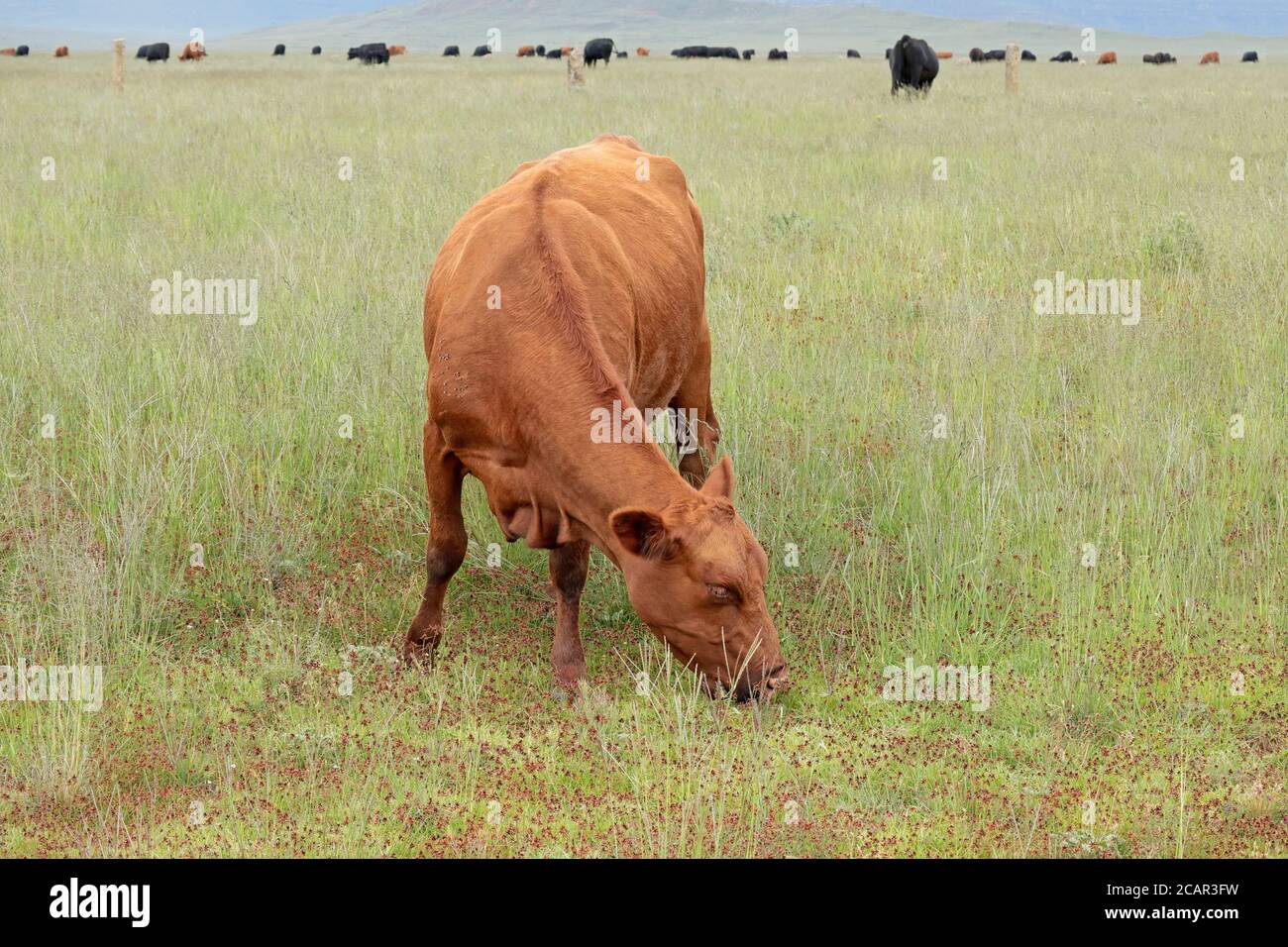 Una mucca di razza libera che pascolano in prateria in una fattoria rurale, il Sudafrica Foto Stock