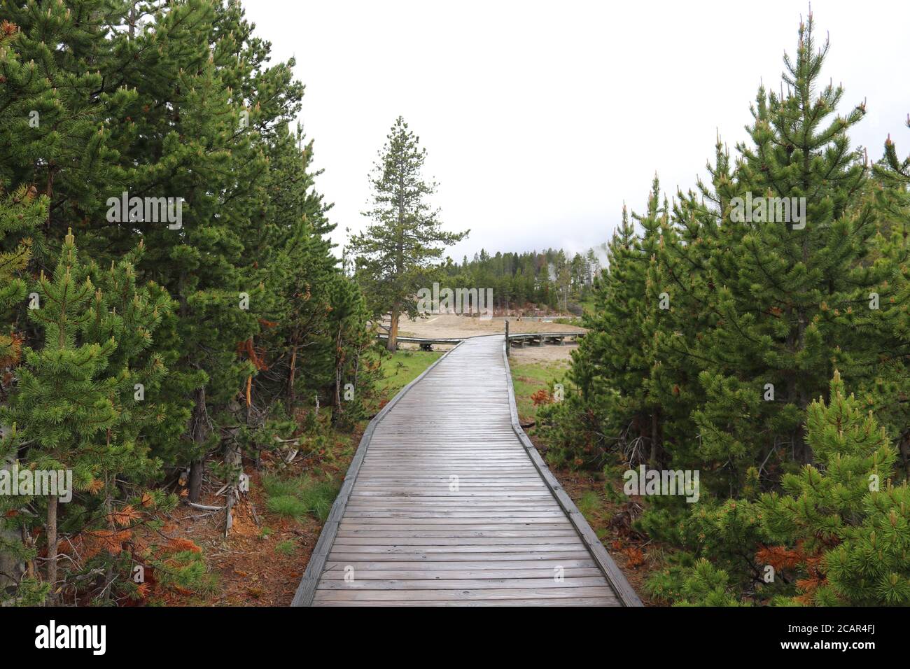 Boardwalk percorso in alberi di Joe C. Foto Stock