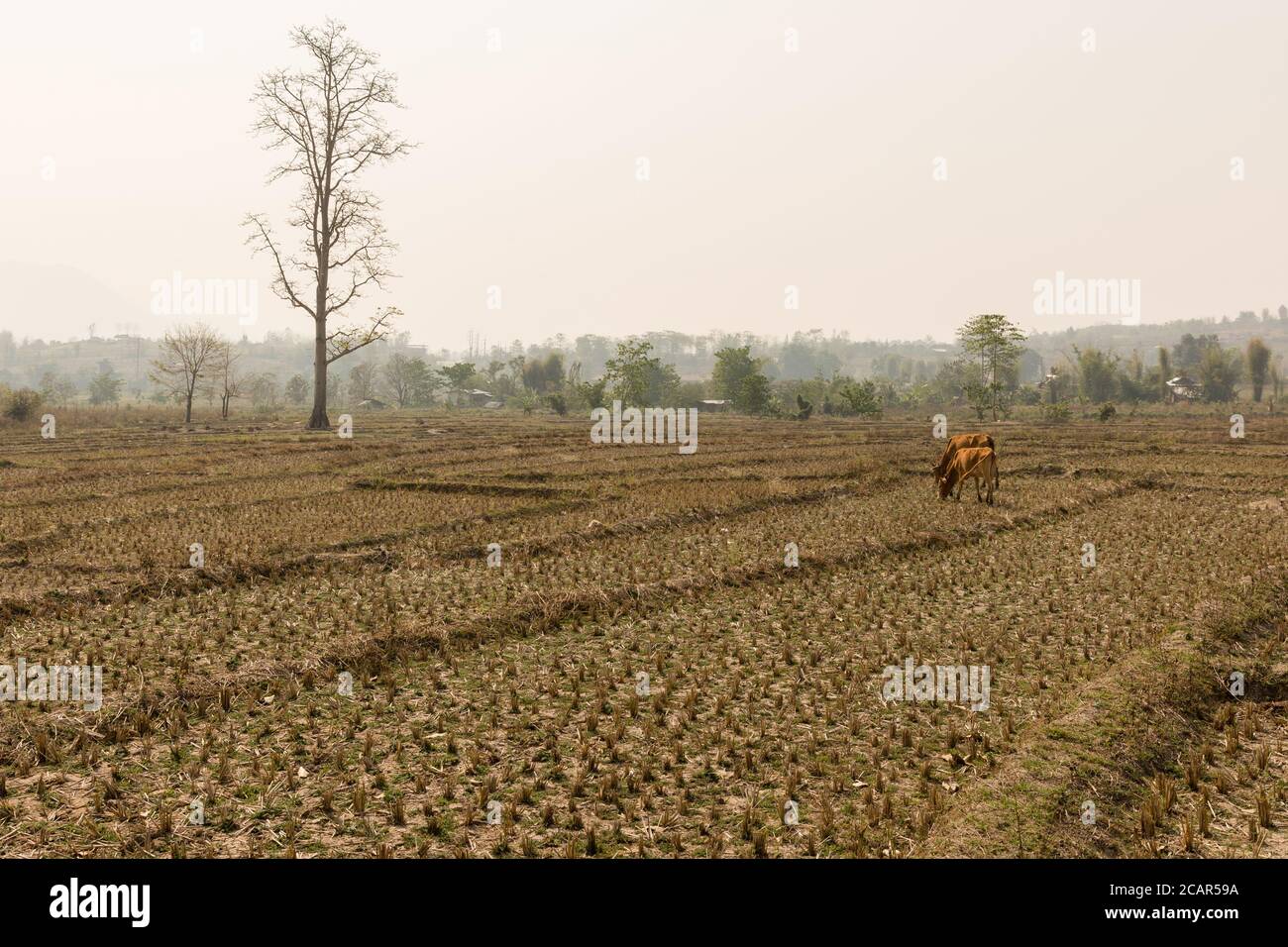 Siccità nella piantagione di riso tailandese, bestiame sullo sfondo. Campo di riso essiccato. Lungo periodo di siccità nel nord della Thailandia Foto Stock