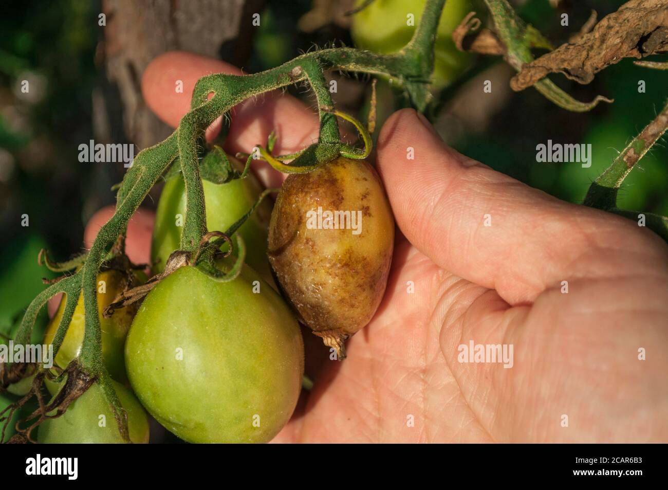 Parte di una palma umana che contiene un mazzo di pomodori. Uno dei pomodori è influenzato da blight tardivo. Malattie del pomodoro: Luce tardiva Foto Stock