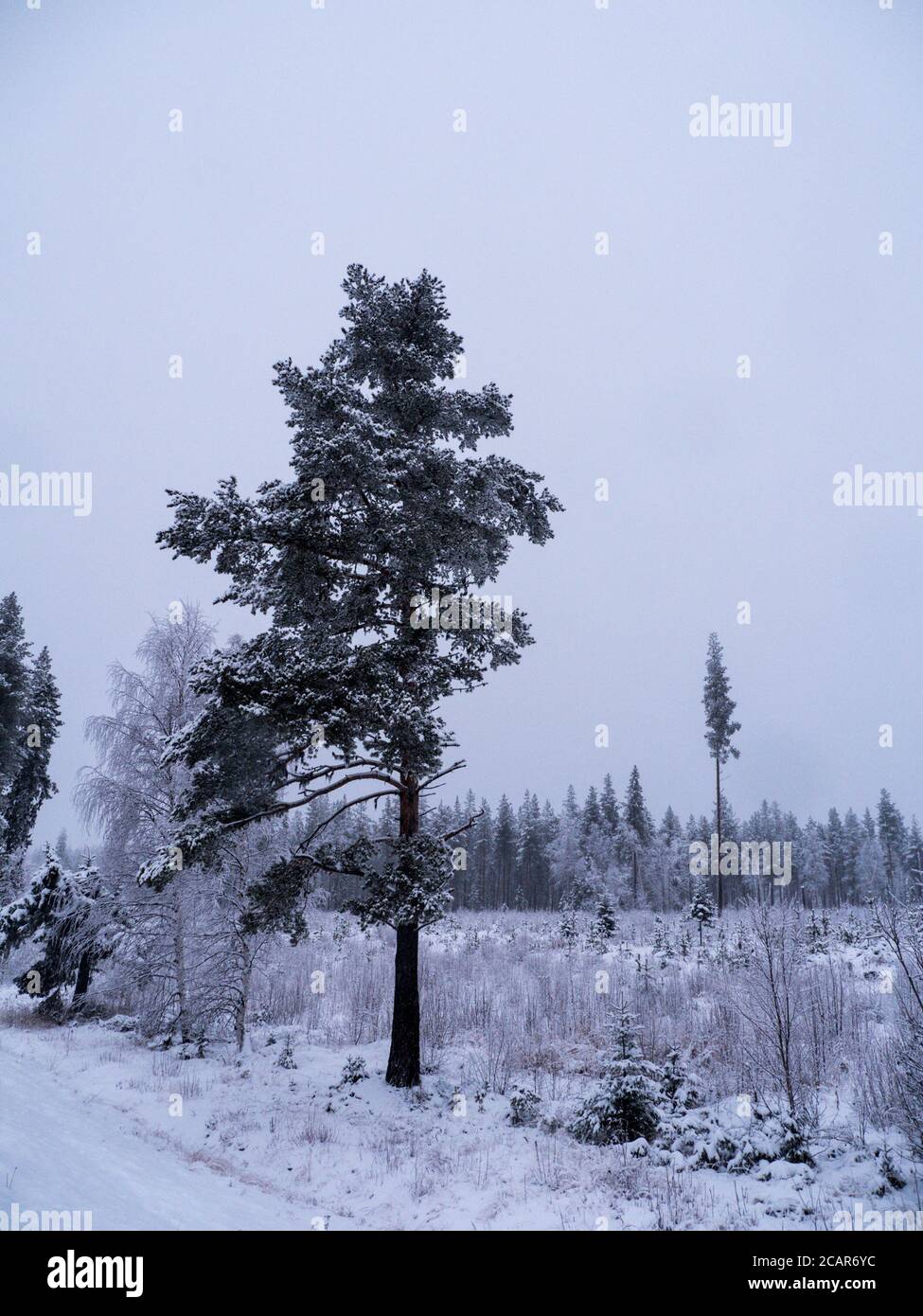 Foresta invernale in lapponia svedese Foto Stock