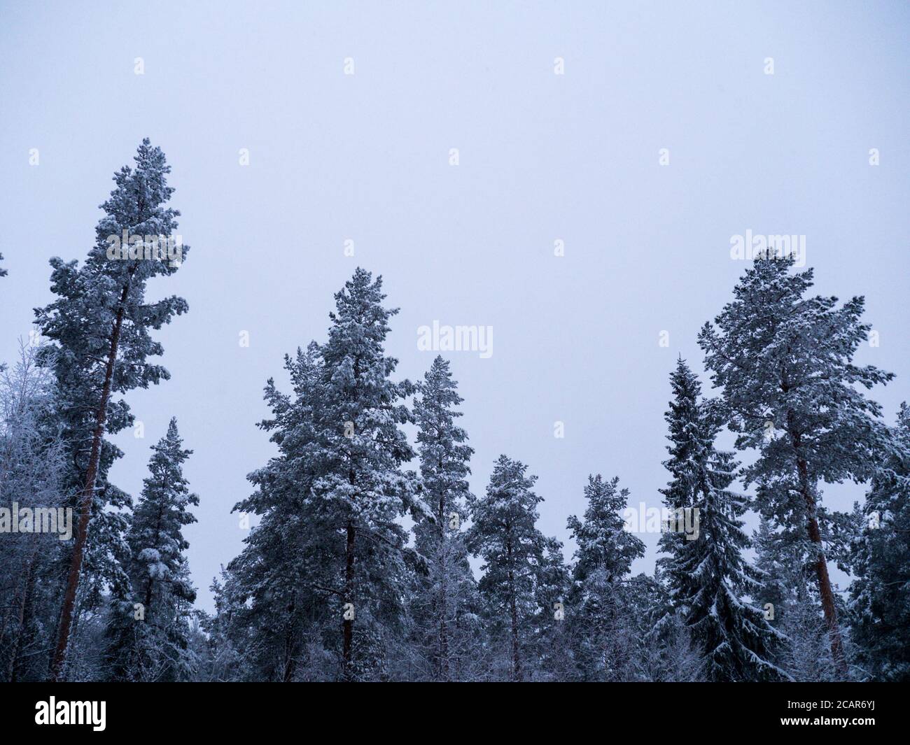 Foresta invernale in lapponia svedese Foto Stock