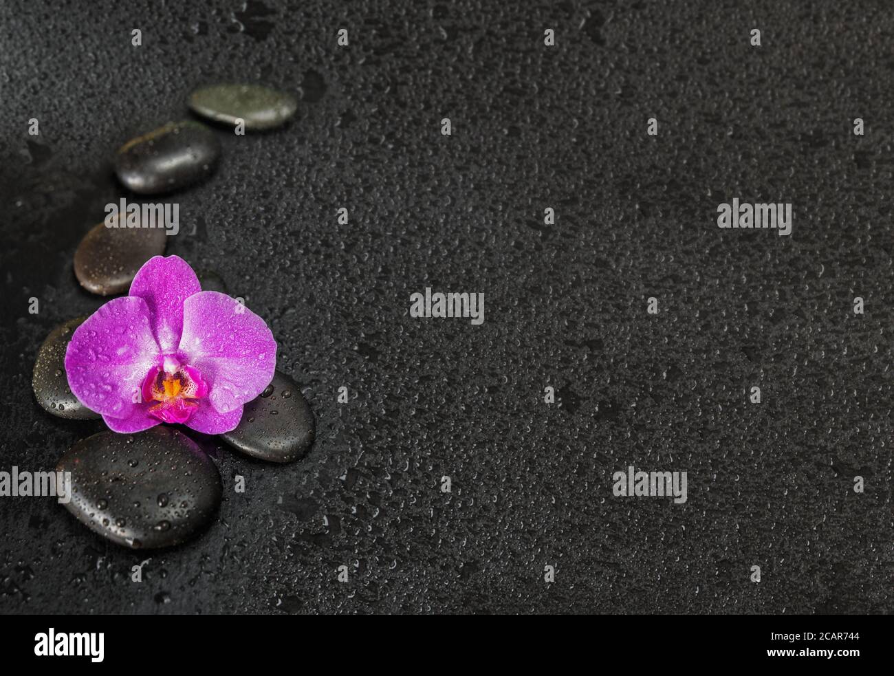 Concetto di Spa con il nero basalto pietre massaggio disposte catena e orchidea viola ricoperto di fiori con gocce d'acqua su sfondo nero Foto Stock