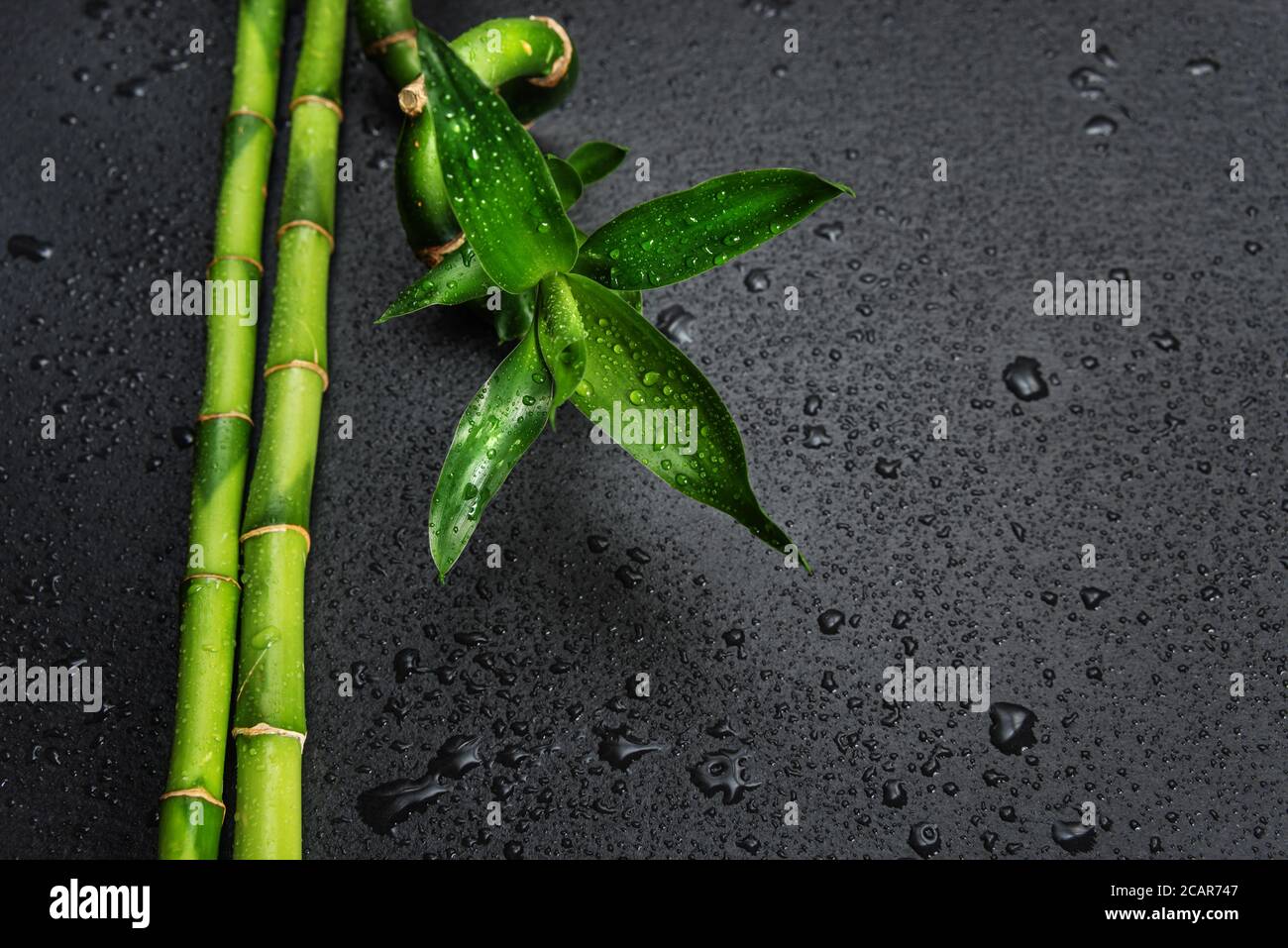 Germoglio di bambù verde e gambi coperti con gocce d'acqua su uno sfondo nero con plase per il testo Foto Stock