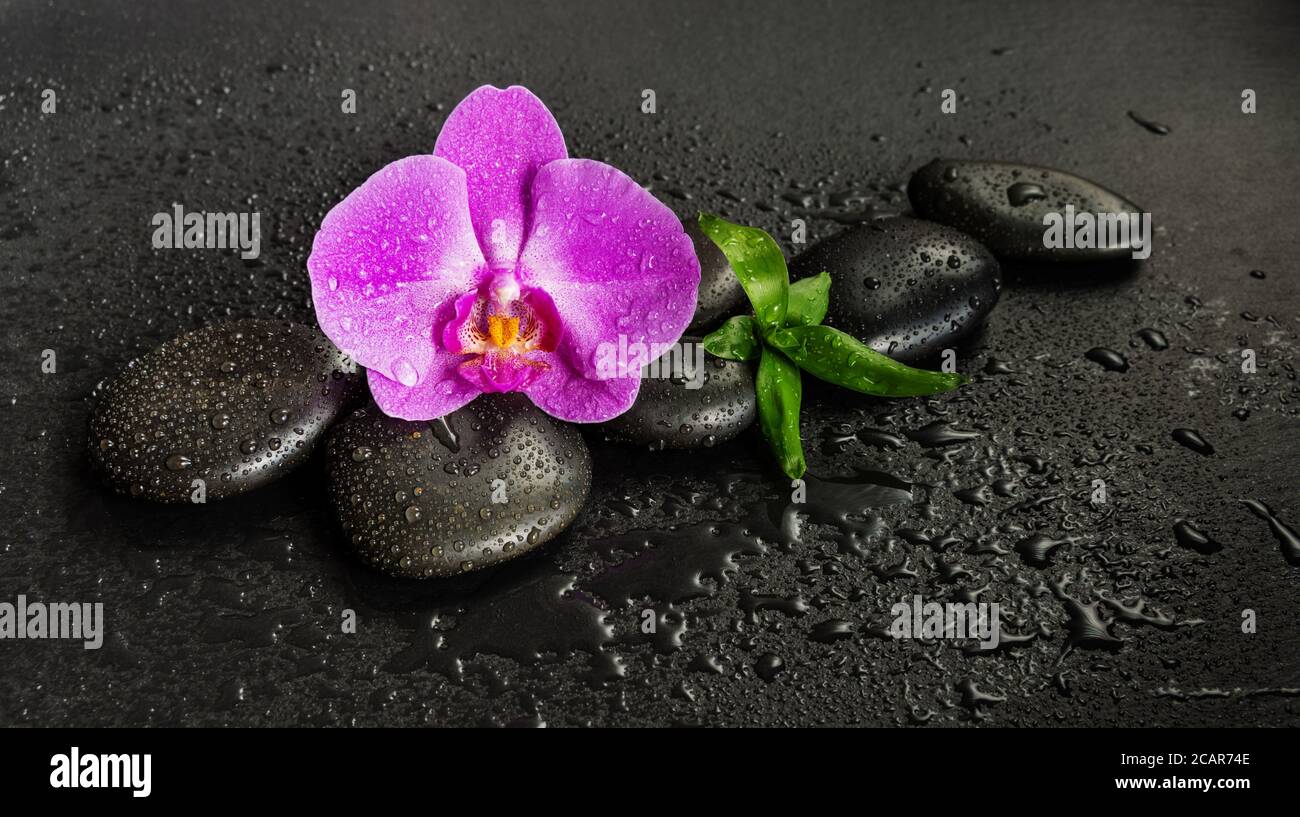 Concetto di Spa con il nero basalto pietre massaggio, rosa fiori di orchidea e lussureggiante fogliame verde coperta con acqua scende su sfondo nero Foto Stock