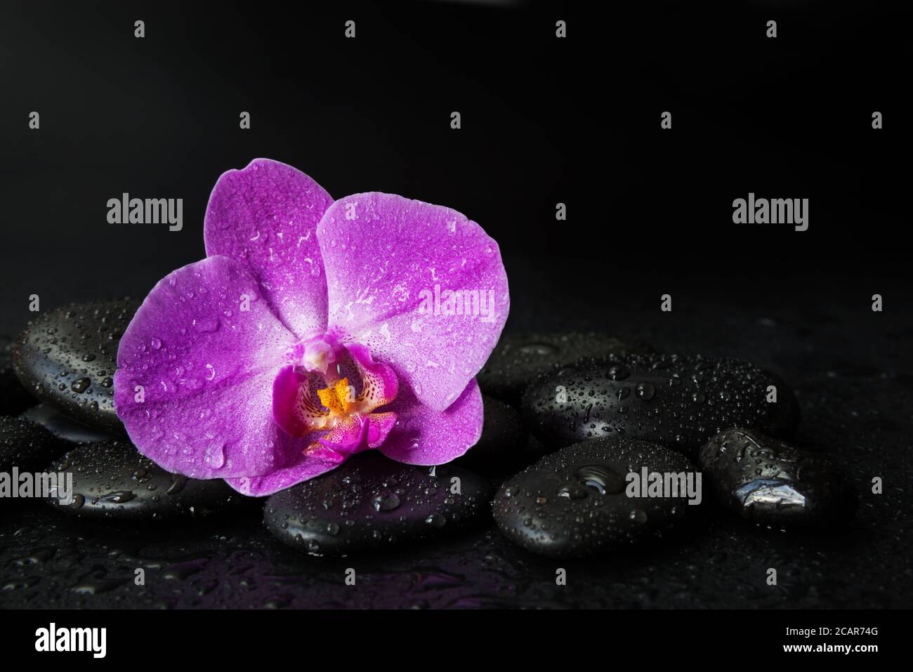 Concetto Spa con pietre di massaggio basalto nere e orchidea rosa fiore coperto di gocce d'acqua sono su uno sfondo nero Foto Stock