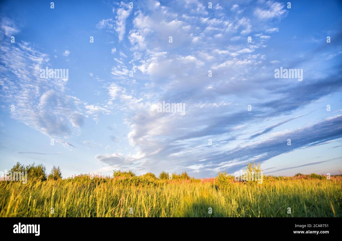 Bellissimo paesaggio rurale con cielo blu con nuvole su un estate mattina prato con fiori selvatici Foto Stock