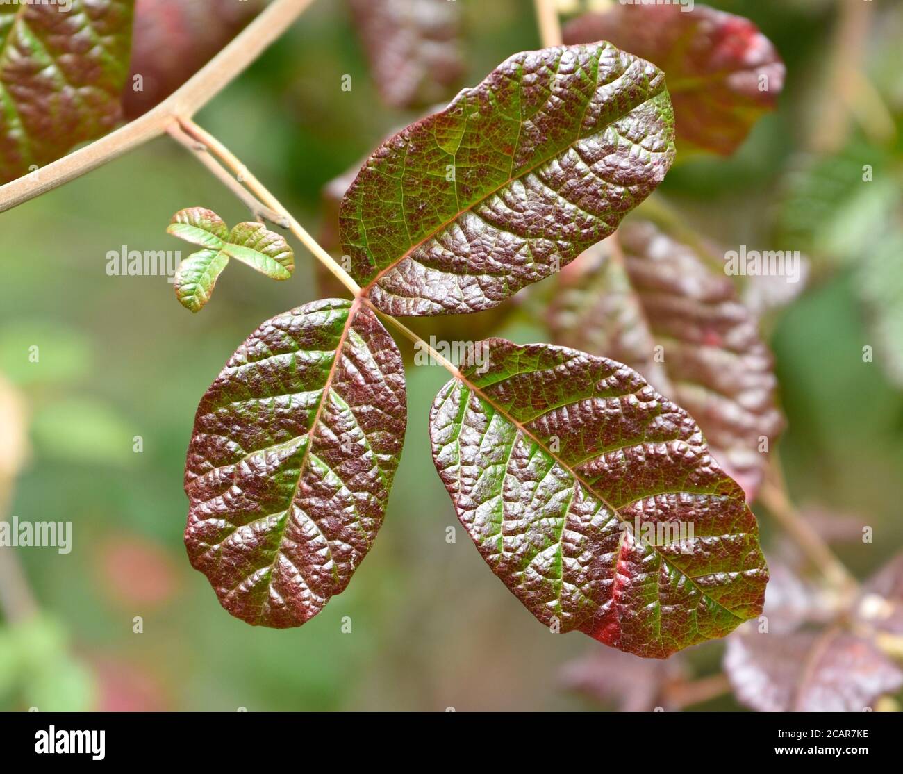 Una bella foglia lucida, rosso-tinta di quercia occidentale veleno (Toxicodendron diversilobum) nel Pinto Lake County Park in California Foto Stock