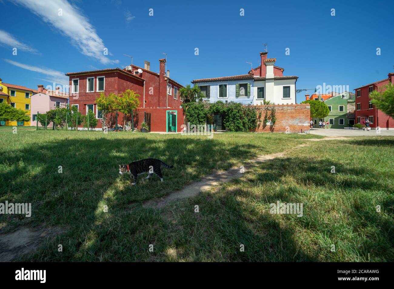 Isola di Burano, Laguna Veneziana, Venezia, Italia, panorama con le tipiche case di villaggio colorate e un gatto sul prato Foto Stock