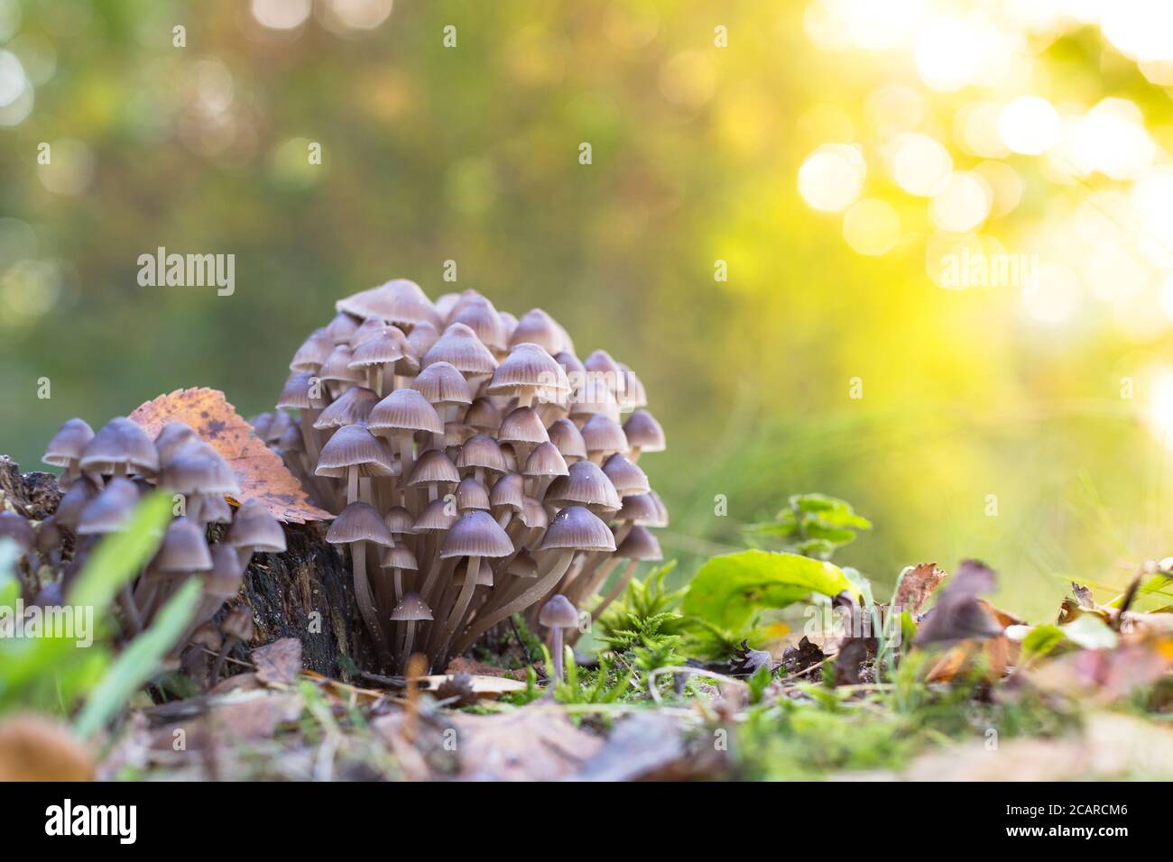 Bella famiglia di funghi giovani con gambe sottili al tramonto, sfondo sfocato. Funghi piccoli su legno marcio o alberi caduti. Autunno, mare di funghi Foto Stock