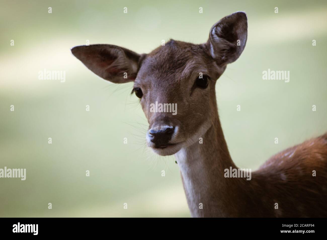 Femmina Cervo Rosso nel Parco Foto Stock