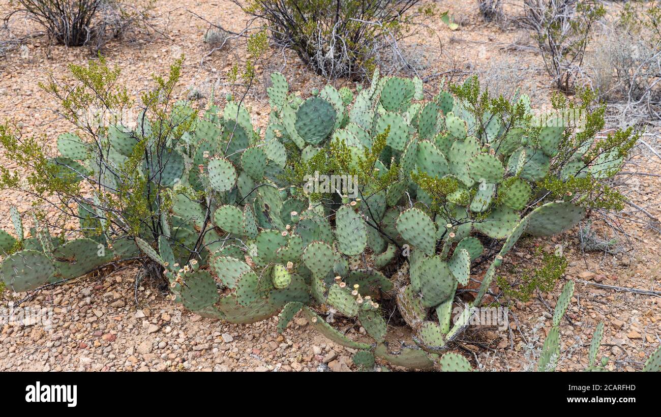 Prickly Pear Cactus lungo il Grapevine Hills Trail, Big Bend National Park, Texas Foto Stock