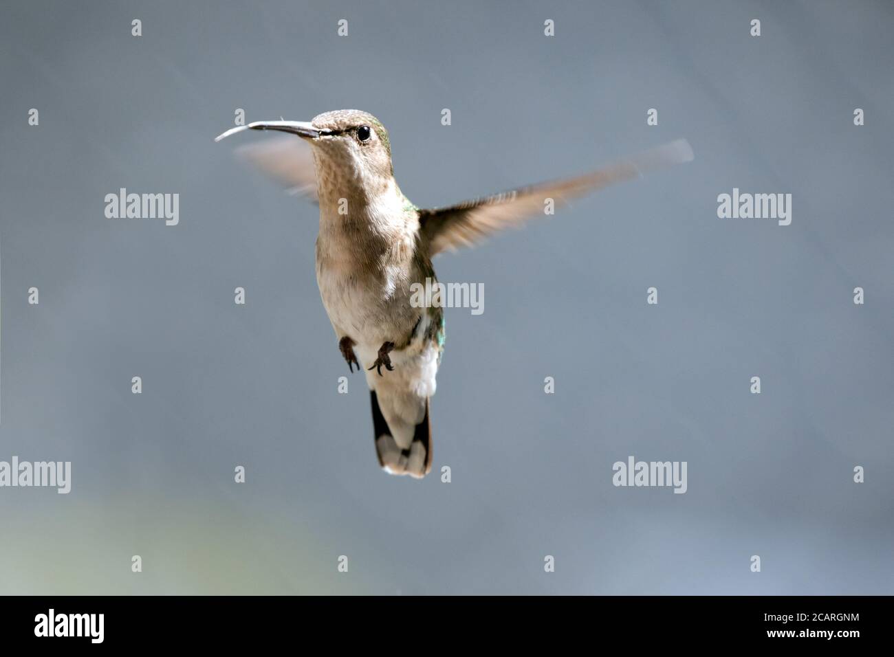 Femmina Ruby ha tirato Hummingbird in volo. Foto Stock