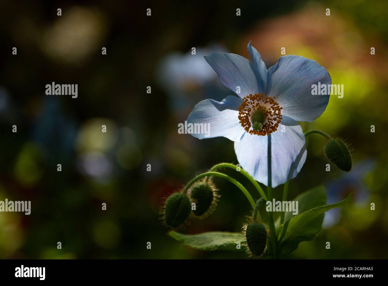 Papaveri blu dell'Himalaya in luce del sole appicante in esposizione nella parte del giardino giapponese dei giardini Butchart a BC, Canada. Foto Stock
