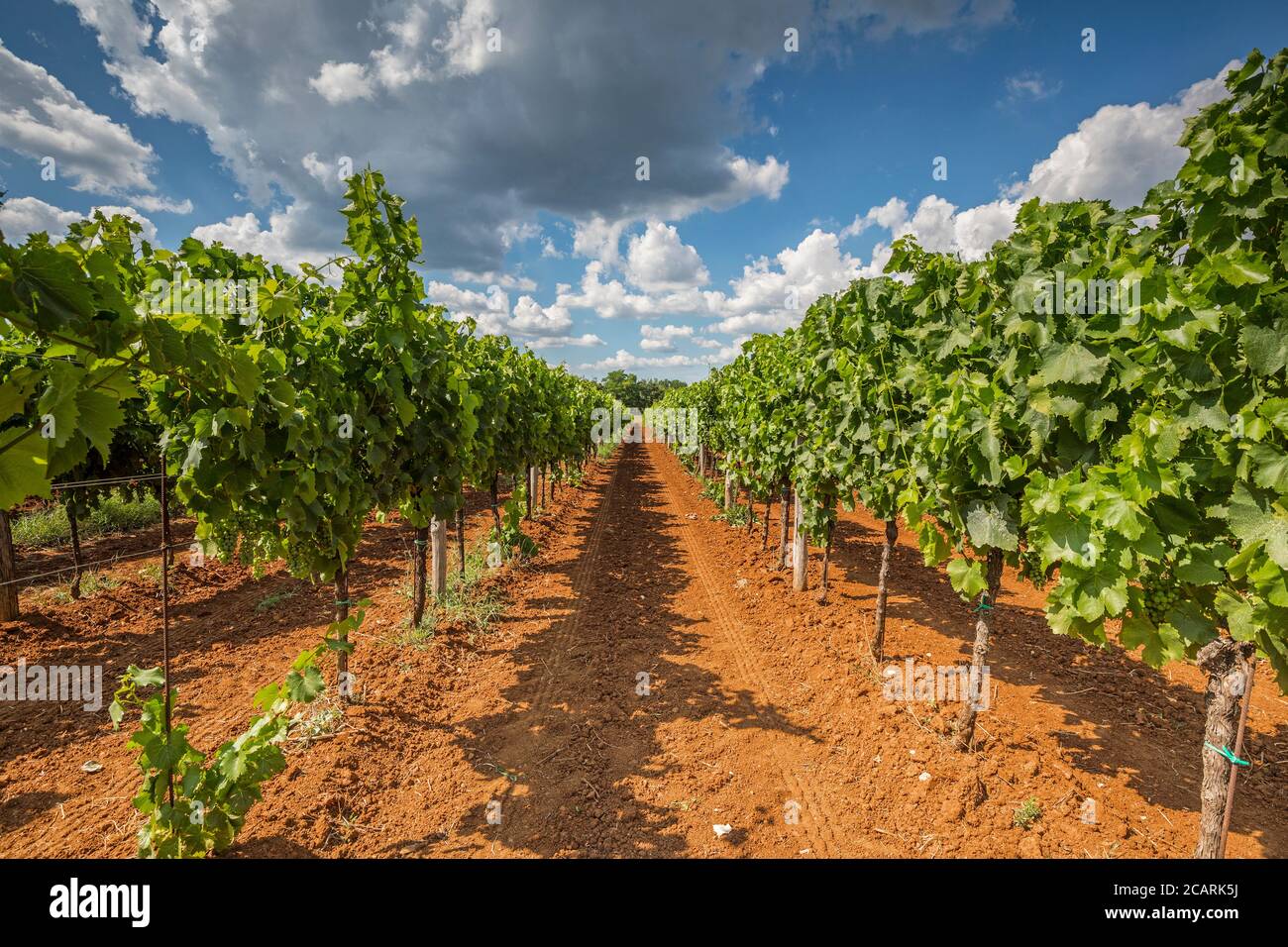 Filari di vigneto contro cielo nuvoloso Foto Stock