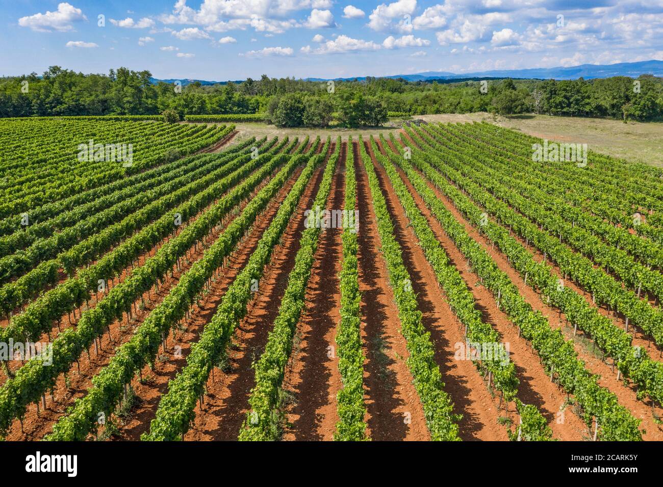 Vigneto da sopra Foto Stock