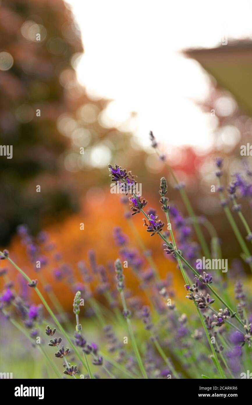 Vista dei fiori di lavanda contro i colori delle cadute arancioni alla luce del tardo pomeriggio. Foto Stock
