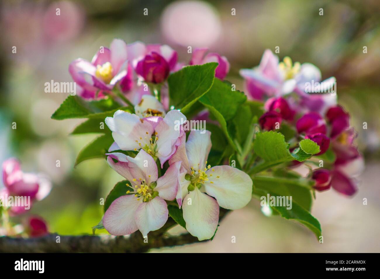 L'albero di Apple fiorisce su un albero. Bellissimi fiori rosa e bianchi di diverse forme Foto Stock