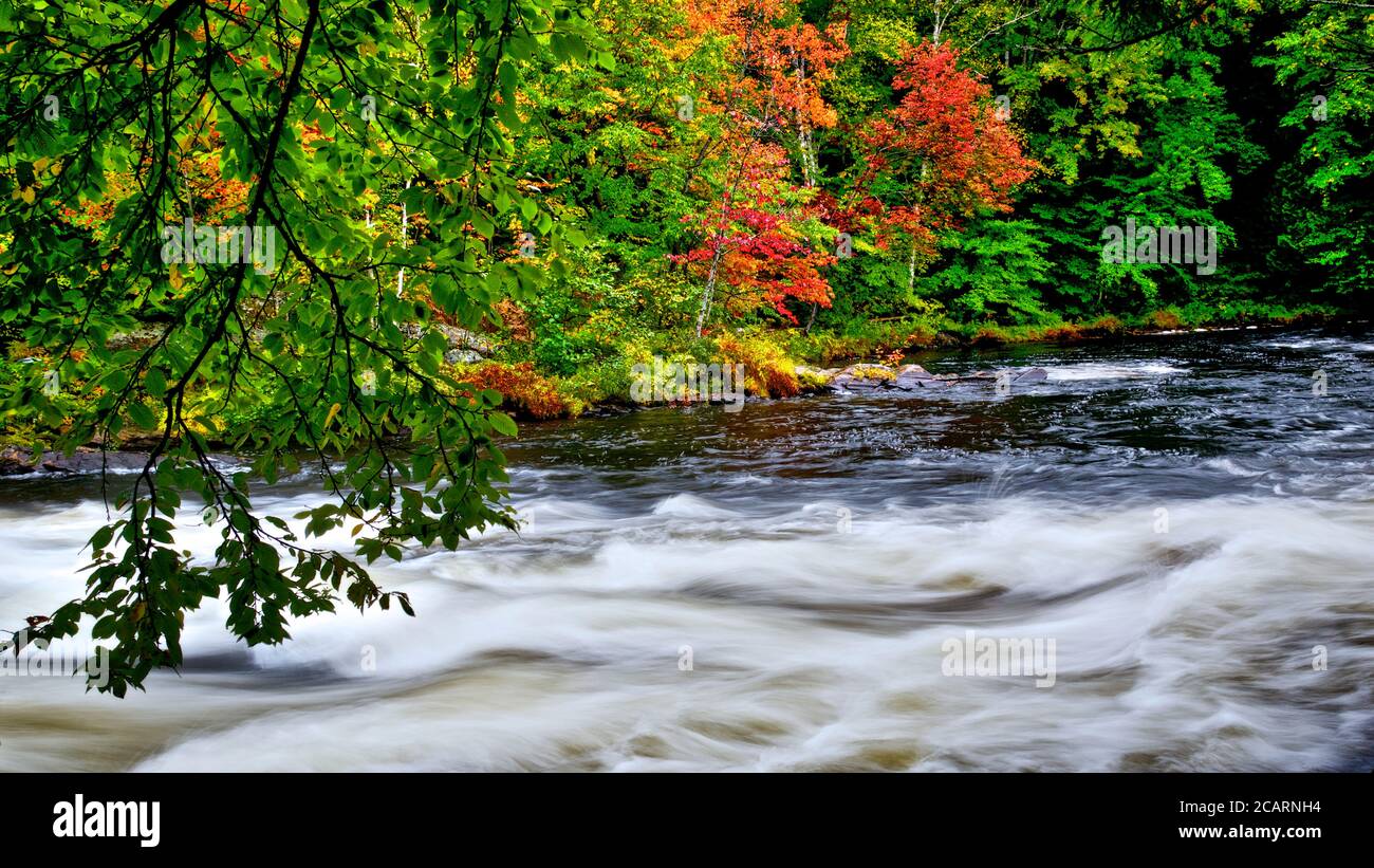 Colore delle foglie autunnali con ruscello e acqua corrente Foto Stock
