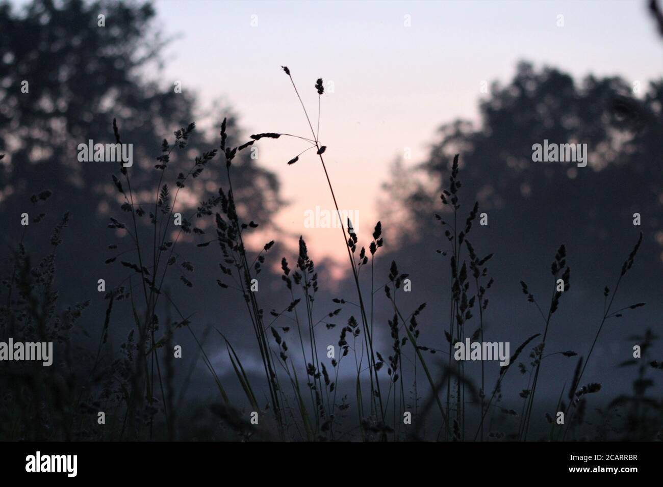Lunghe erbe contro un cielo rosso colorato Foto Stock