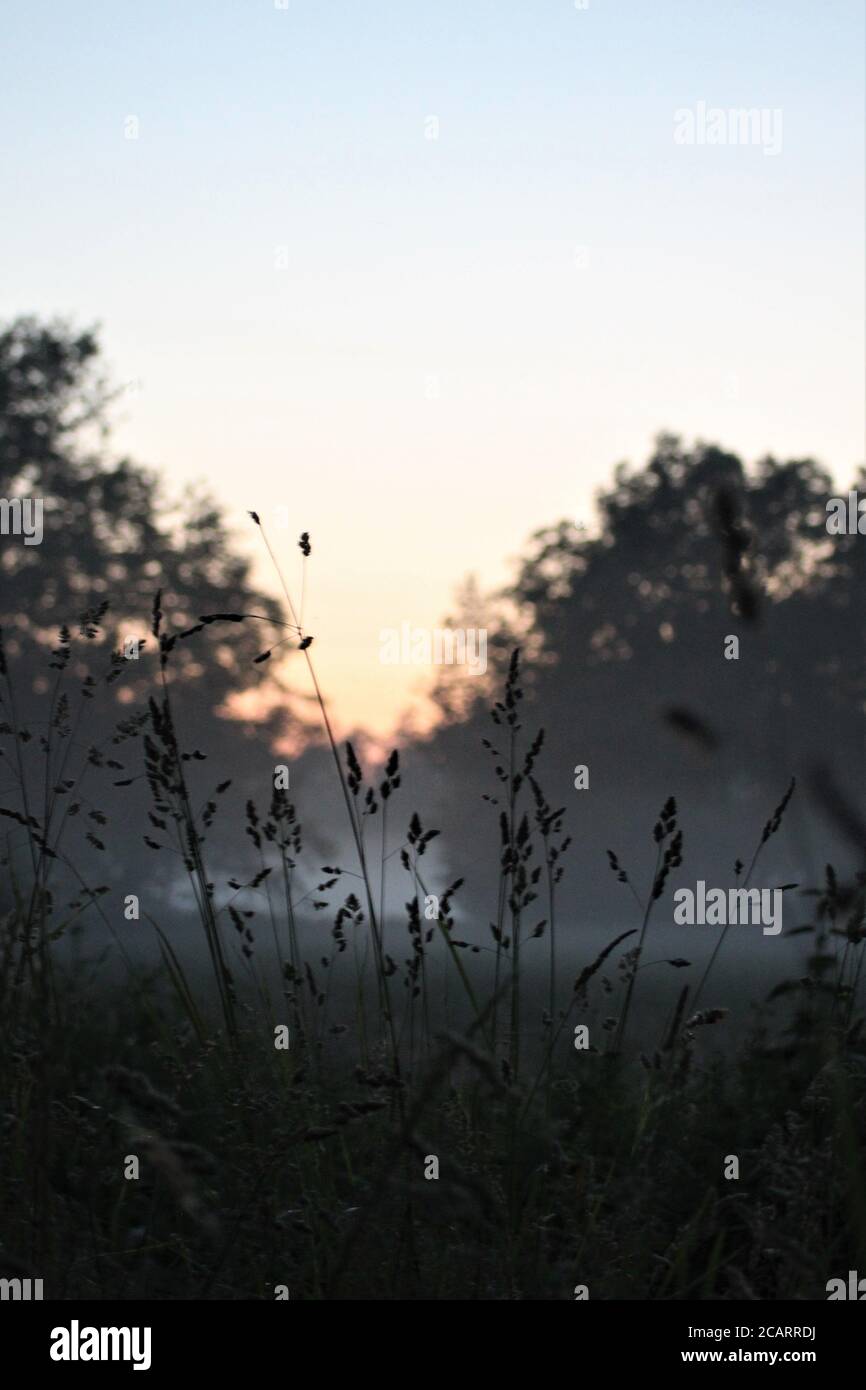 Lunghe erbe contro un cielo rosso colorato Foto Stock