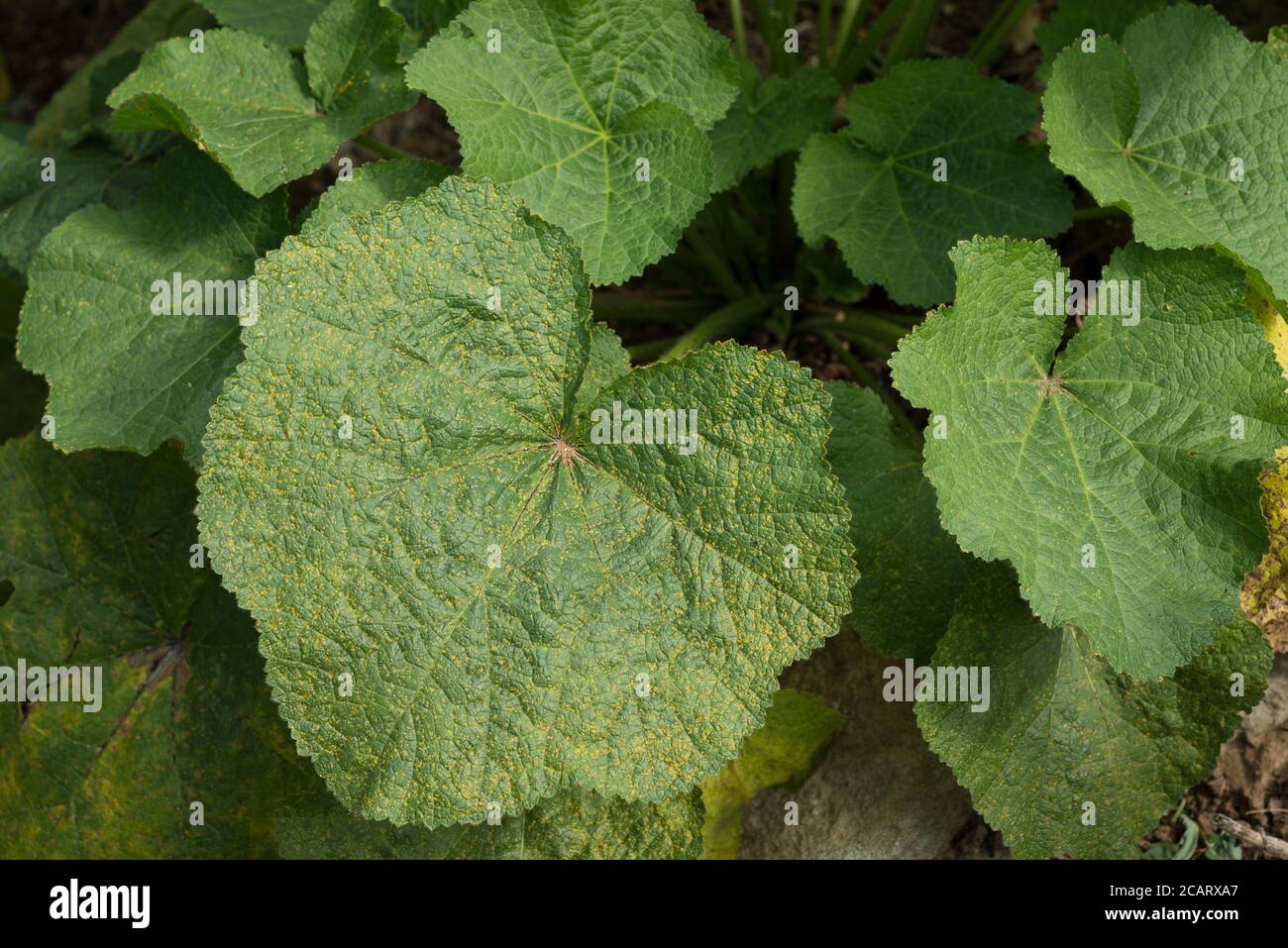 La ruggine di Hollyhock causata dal fungo Puccinia eterospora o da P.malvacearum inferiore foglie di piante a foglia larga coperte di malattia rife caldo condizioni umide Foto Stock