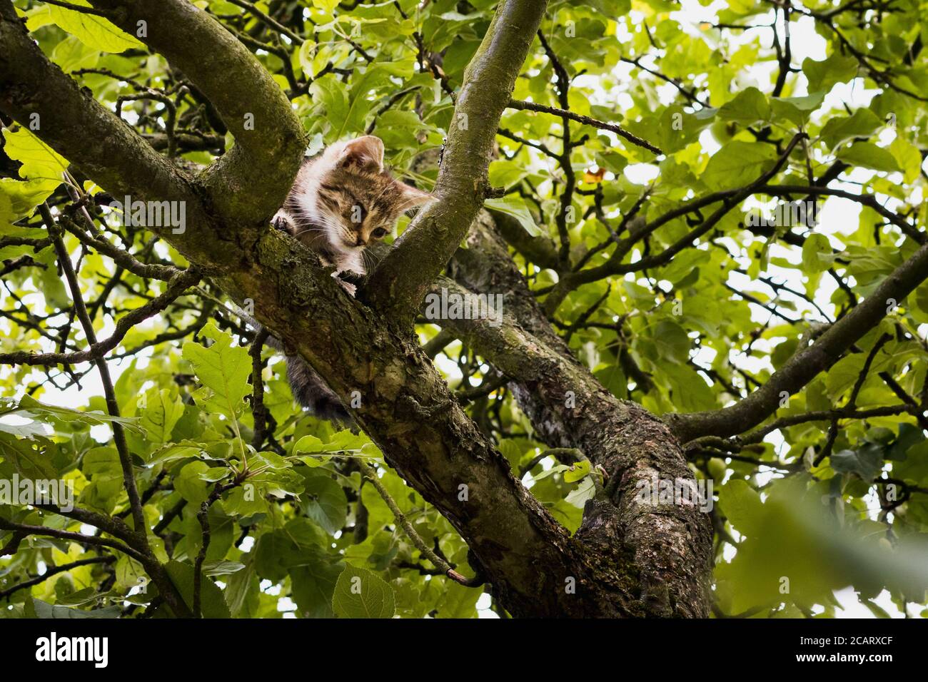 piccolo gattino su un albero che guarda giù da un alto albero con foglie verdi Foto Stock